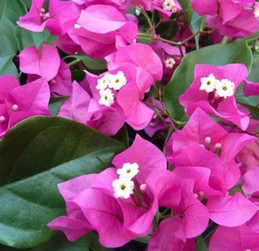 Barbara Karst Bougainvillea Plant - Healthy Harvesters