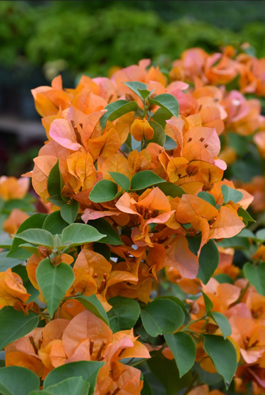 California Gold Bougainvillea Plant - Healthy Harvesters