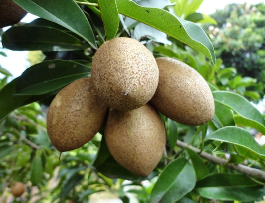 Sapodilla Fruit Trees for Subtropical Edible Landscape - Healthy Harvesters