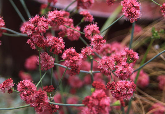 Eriogonum Grande var. Rubescens San Miguel Island Buckwheat Native Plant - Healthy Harvesters