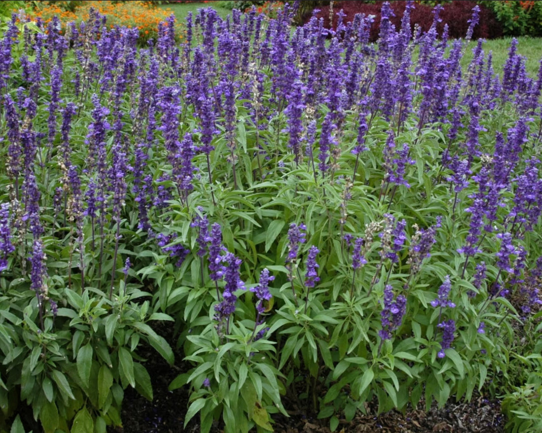 Salvia Farinacea Victoria Blue Mealy Cup Sage Plant