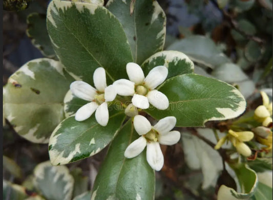 Pittosporum Tobira Variegata Mock Orange Landscape Plant - Healthy Harvesters