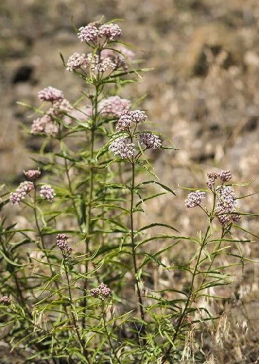 Narrowleaf Milkweed to Attract Butterflies - Healthy Harvesters