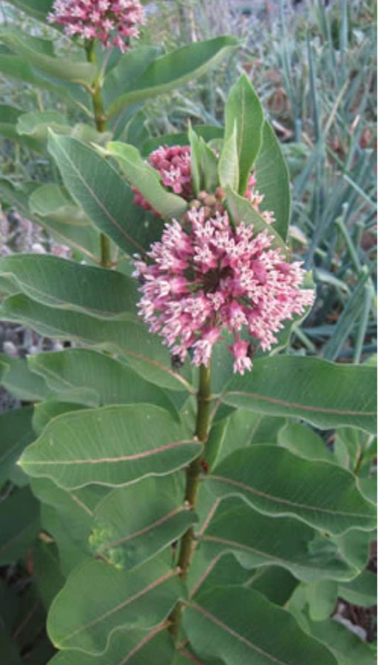 Grow Common Milkweed for a Butterfly Garden - Healthy Harvesters