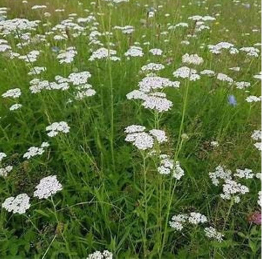 Common Yarrow Achillea Millefolium - Healthy Harvesters