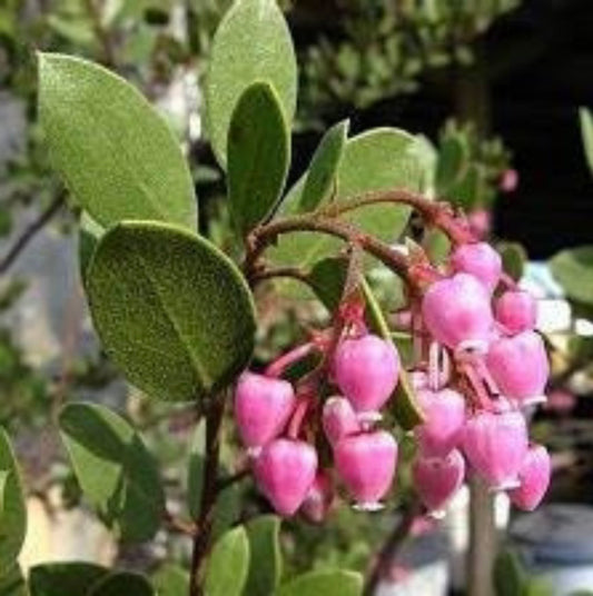 Carmel Sur Manzanita for Native Plant Gardens - Healthy Harvesters