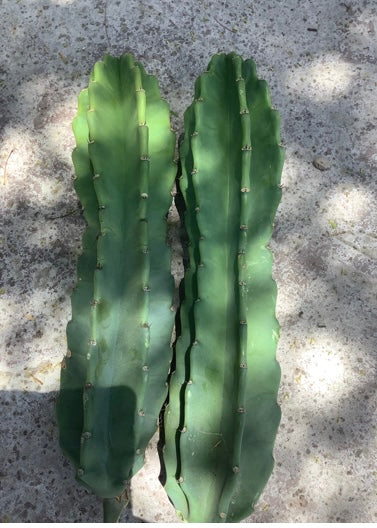 Peruvian Apple Cactus - Healthy Harvesters