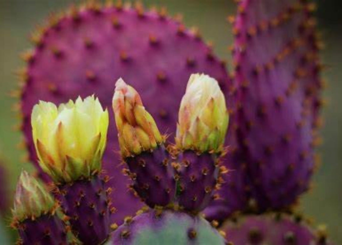 Purple Prickly Pear Cactus - Healthy Harvesters