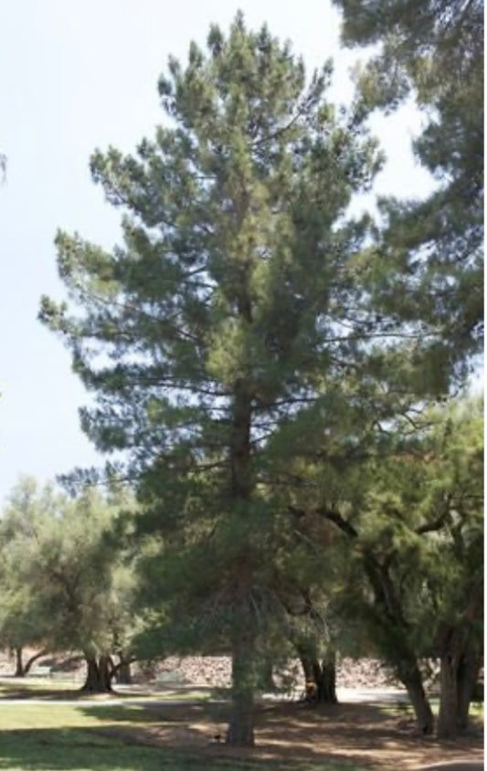Afghan Pine Tree