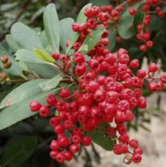 Toyon Christmas Berry Heteromeles arbutifolia