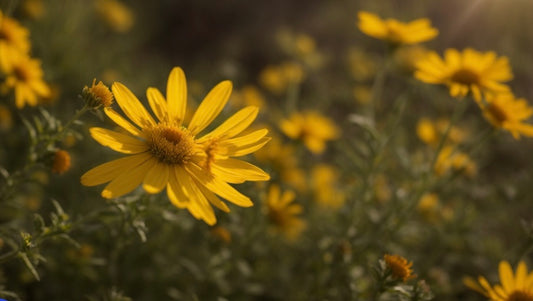 Yellow Bush Daisy for Low Maintenance Landscaping - Healthy Harvesters