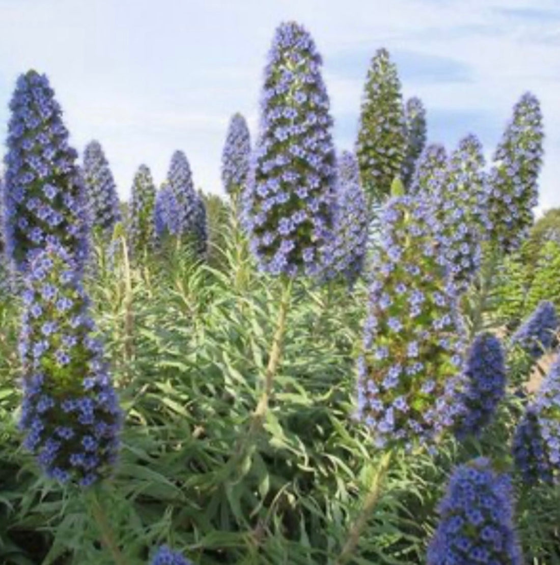 The Pride of Madeira Plant: A Beautiful Addition to Your Garden - Healthy Harvesters