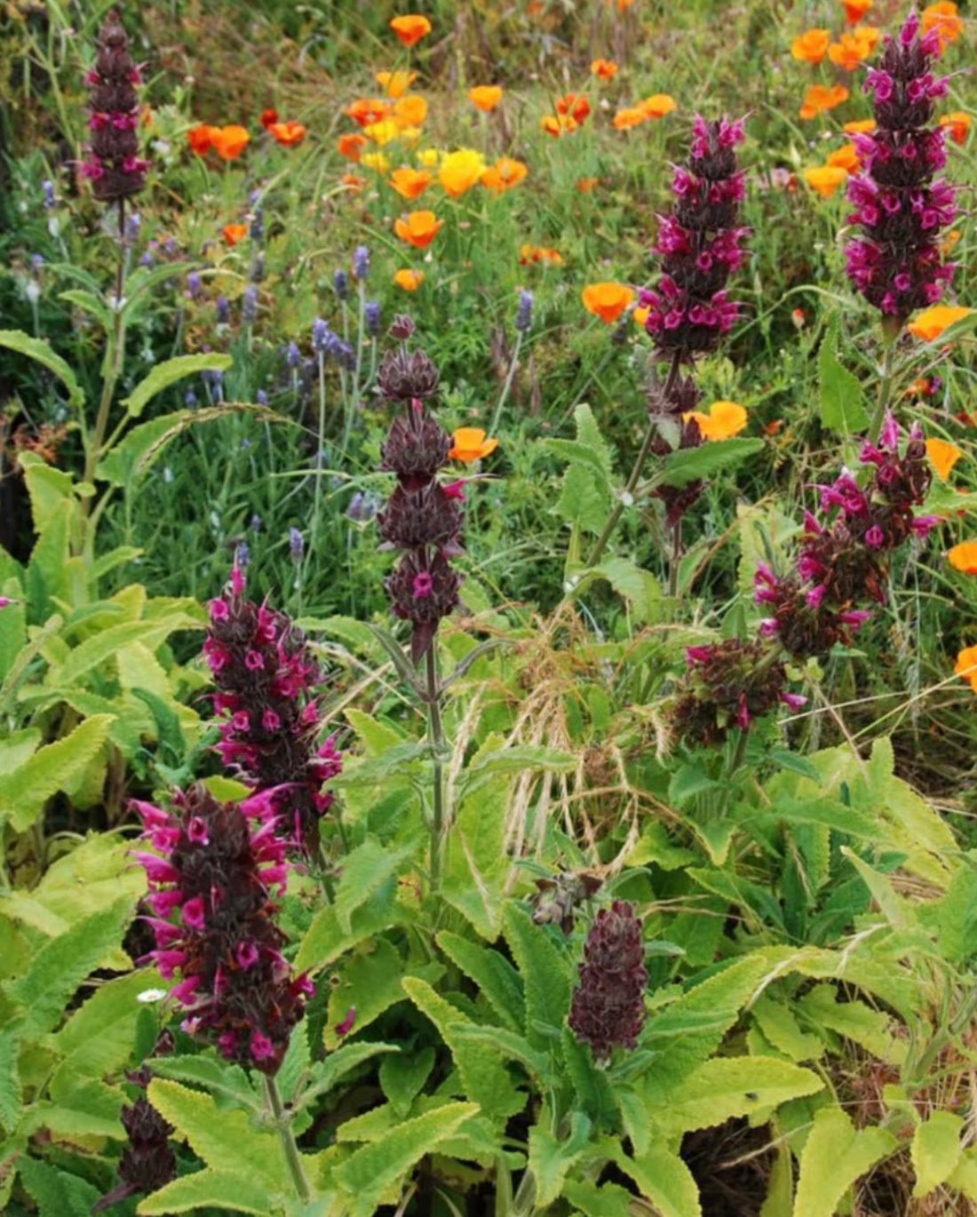 Hummingbird Sage 