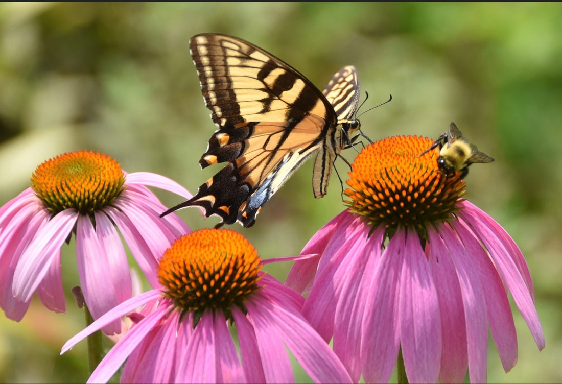 The Importance of Pollinator Plants in Your Garden - Healthy Harvesters