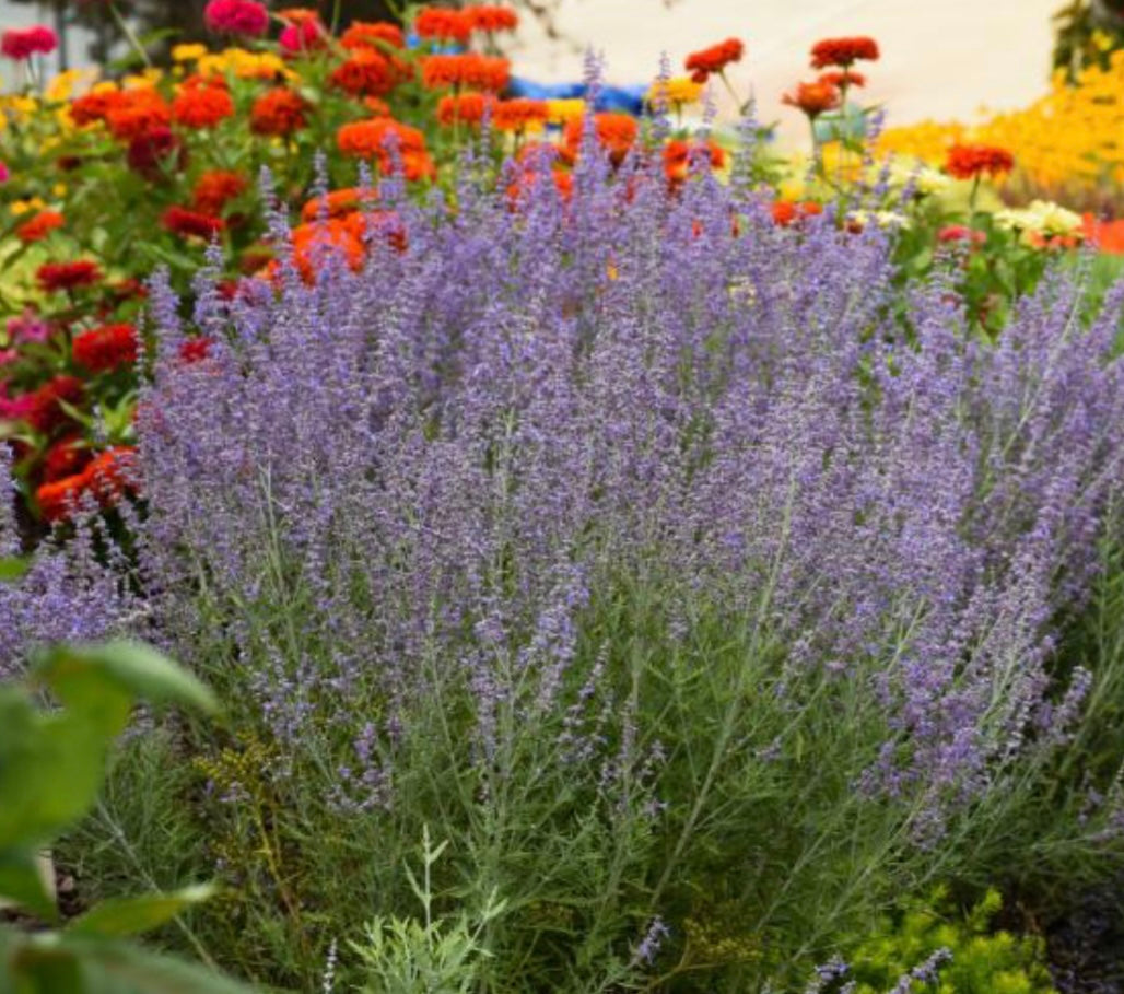 Creating a Lush Drought-Tolerant Garden: A Guide to Water-wise Landscaping - Healthy Harvesters