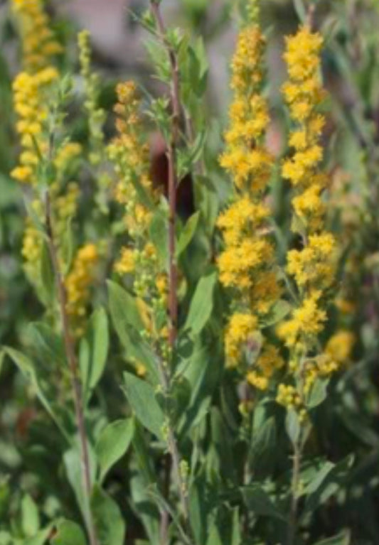 Exploring the California Goldenrod Solidago velutina ssp. californica Plant