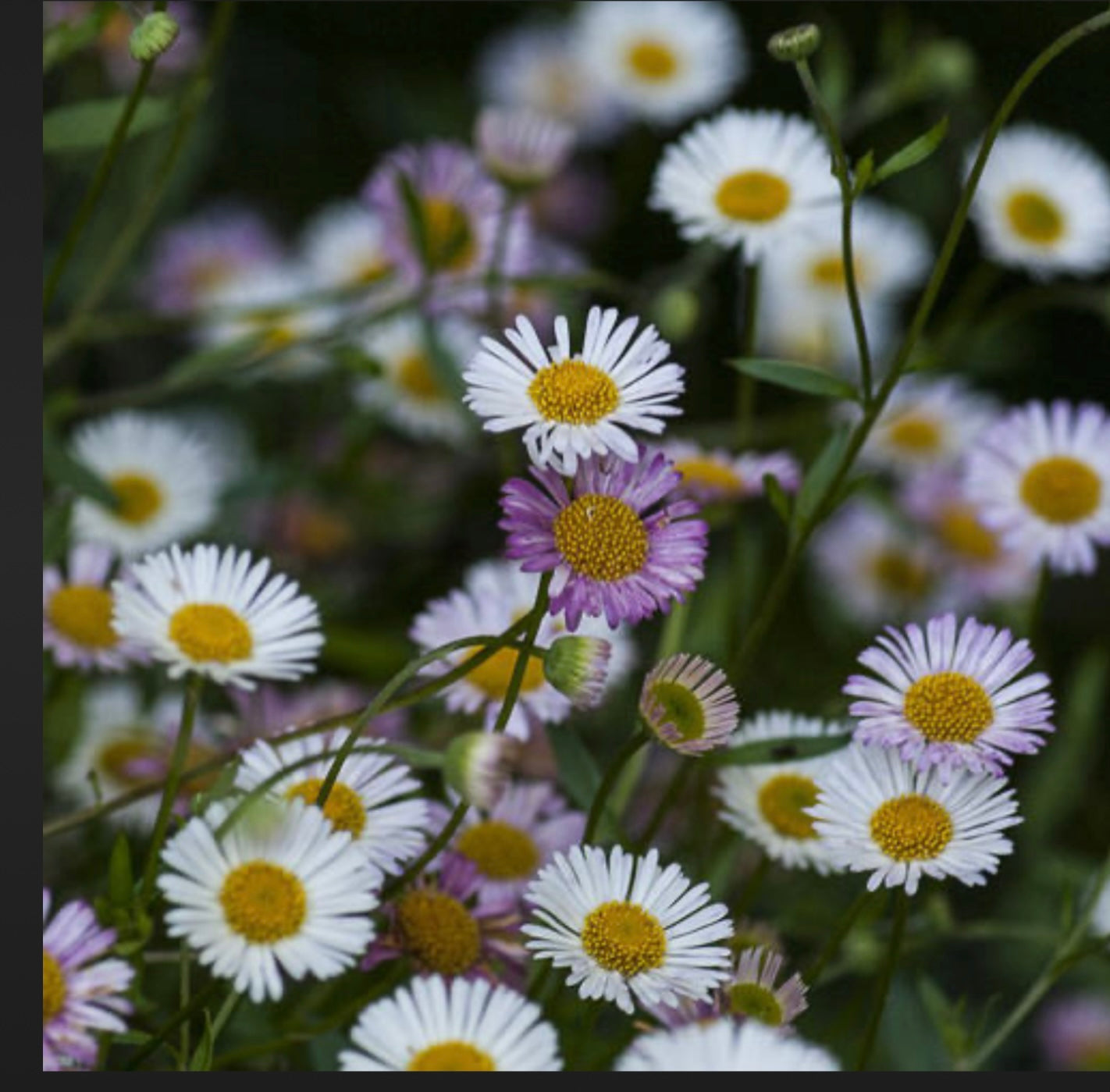 ERIGERON KARVINSKIANUS Santa Barbara Daisy, Mexican Daisy Plant ...