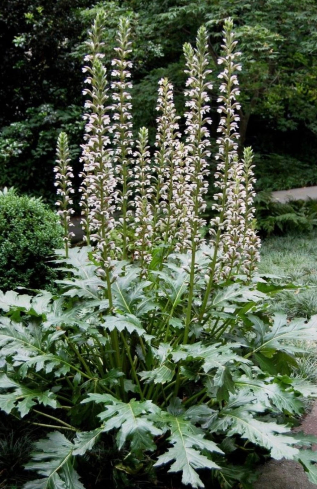 Acanthus Mollis Bears Breeches Plant - Healthy Harvesters