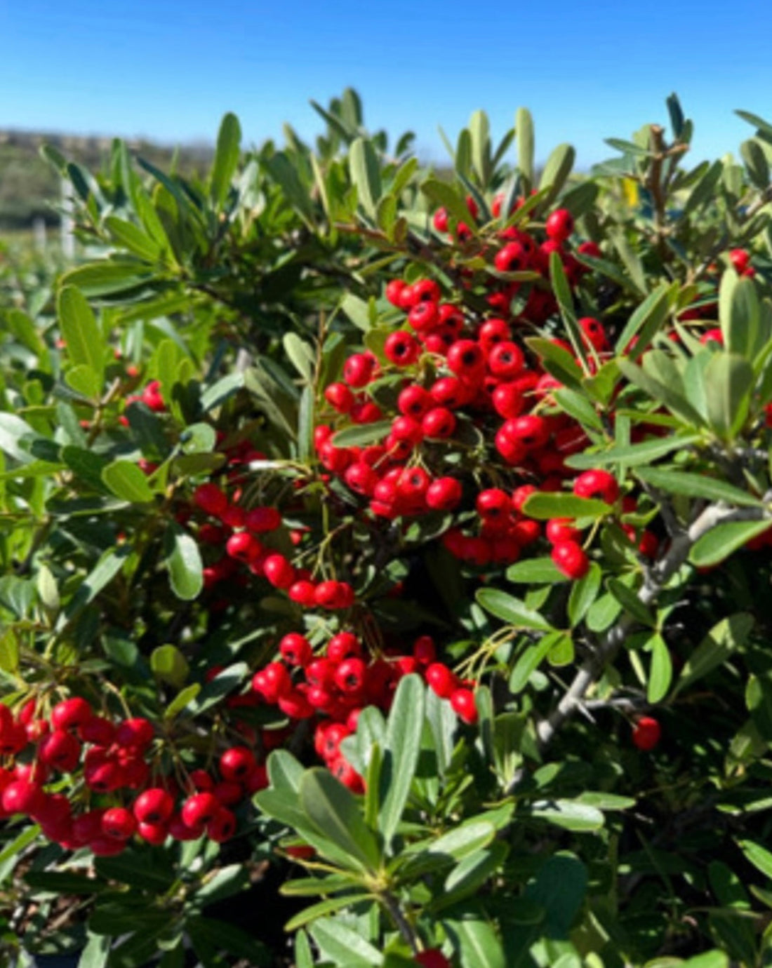 Santa Cruz Firethorn Plant 