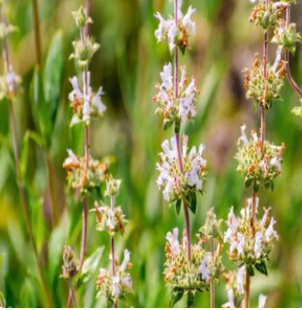 Growing Black Sage in Native Gardens