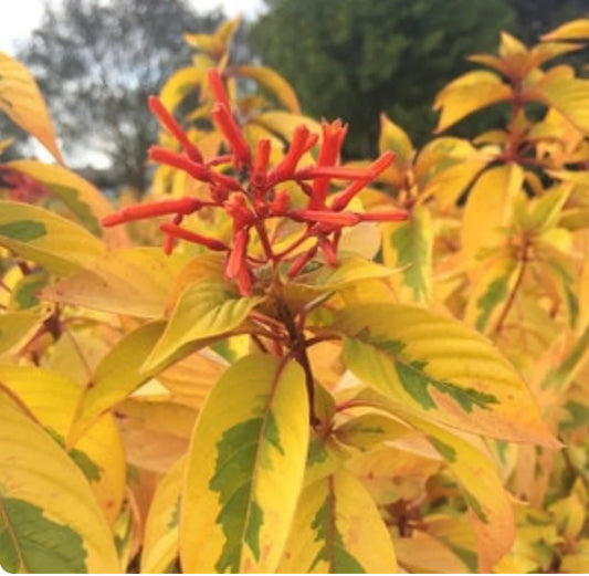 Lime Sizzler Firebush: A Guide to This Vibrant Shrub