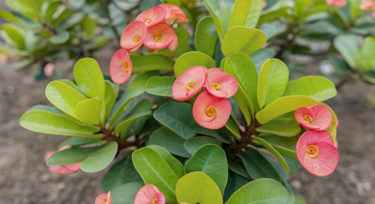 Ultimate Guide to Growing a Stunning Crown of Thorns Plant in Your Garden - Healthy Harvesters