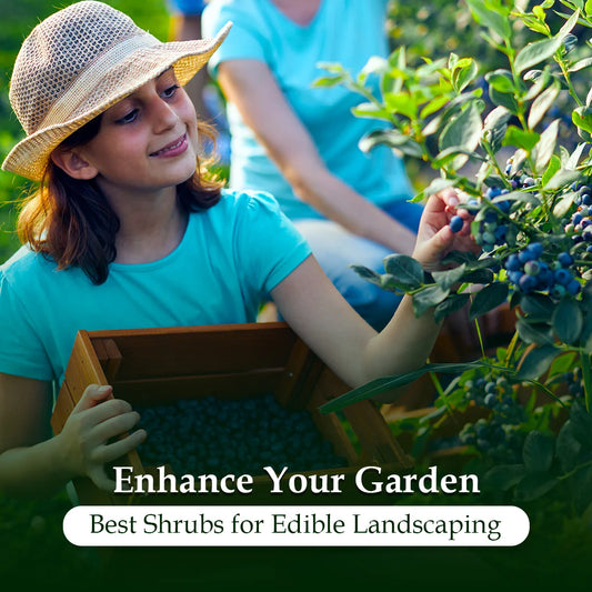 Shrubs for Landscaping