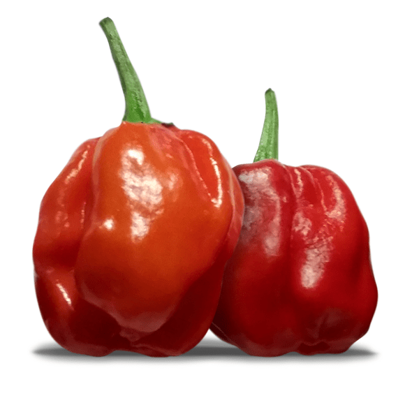 007 Pot Red Pepper Seeds