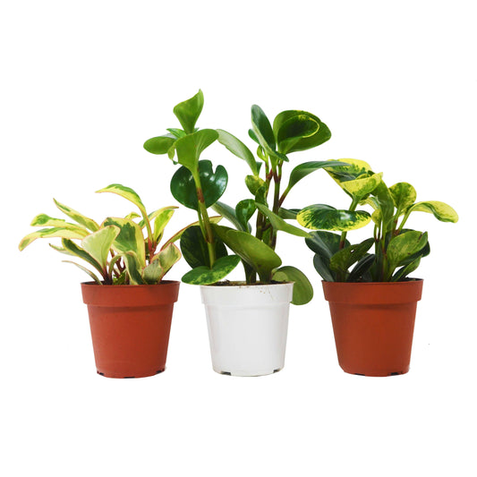 3 Different Peperomia Plants in 4" Pots - Baby Rubber Plants House Plant Shop