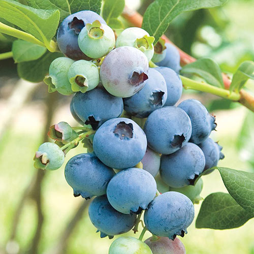 Blueberry Rabbiteye 'Powder Blue'