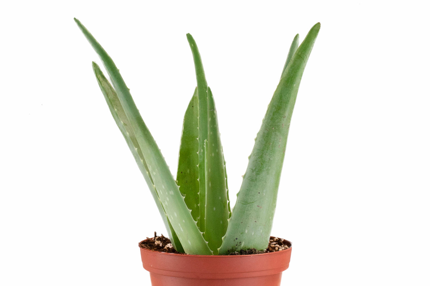 Aloe Vera Plant