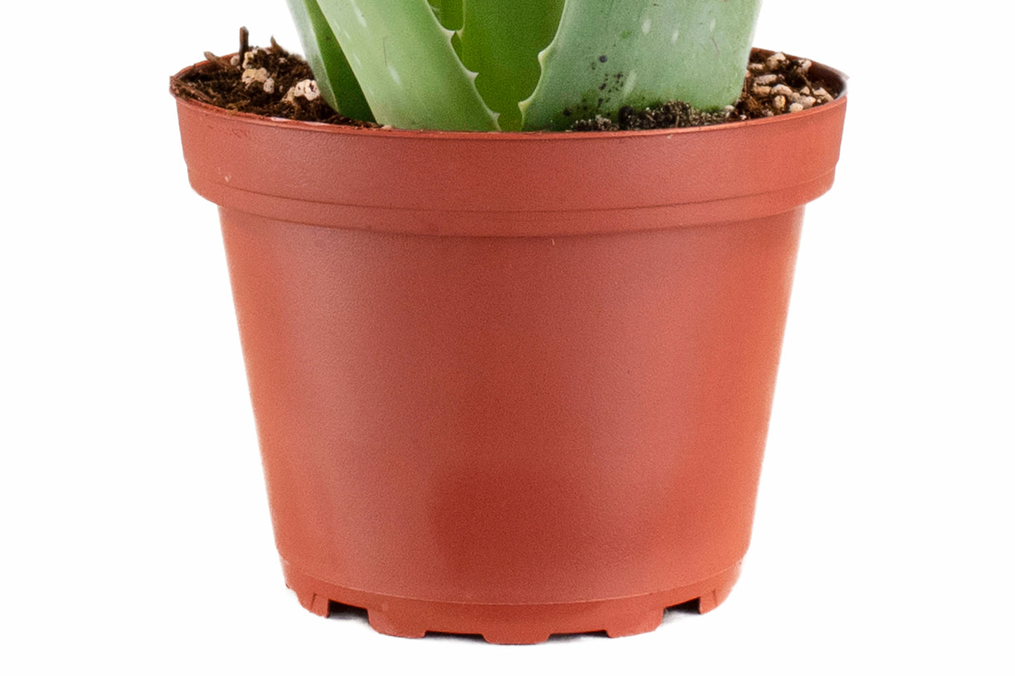 Aloe Vera Plant