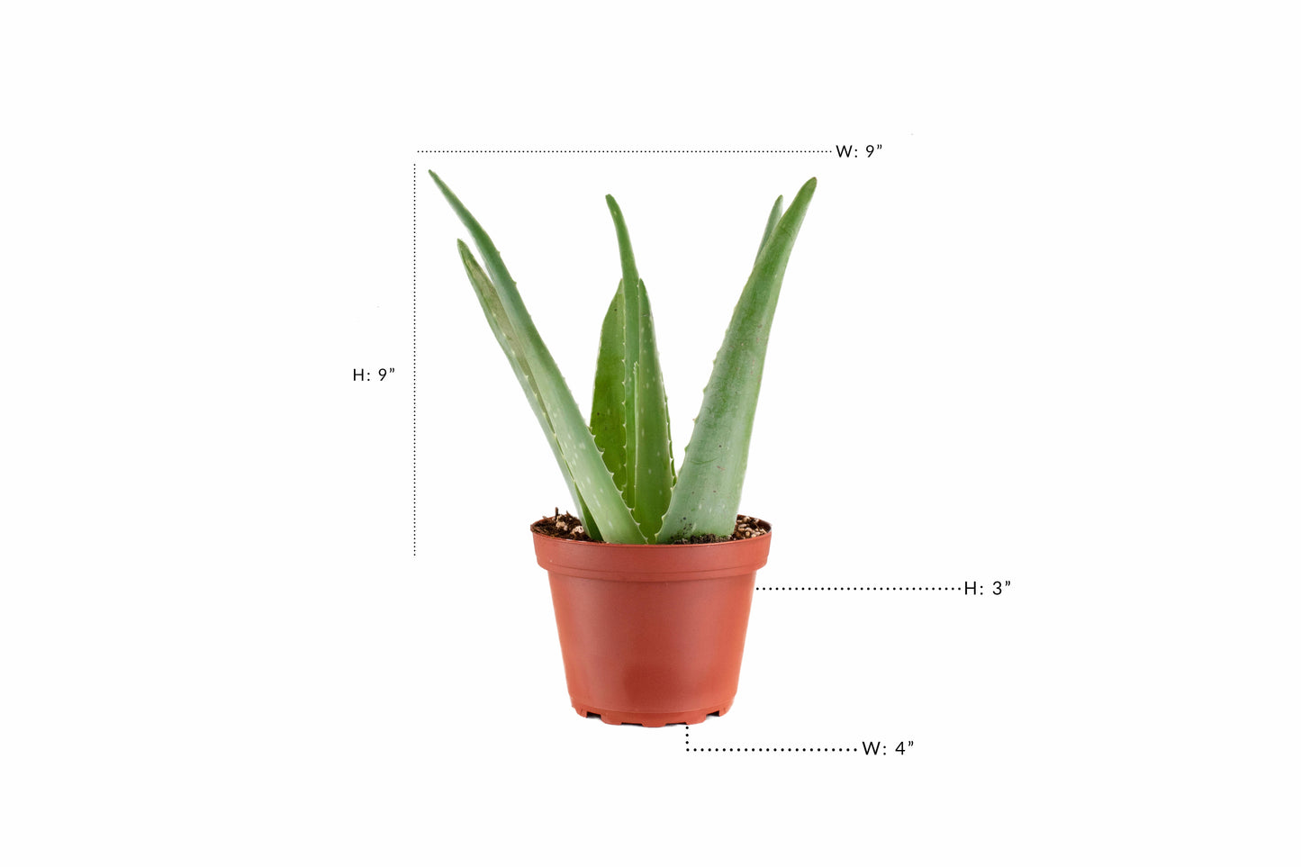 Aloe Vera Plant