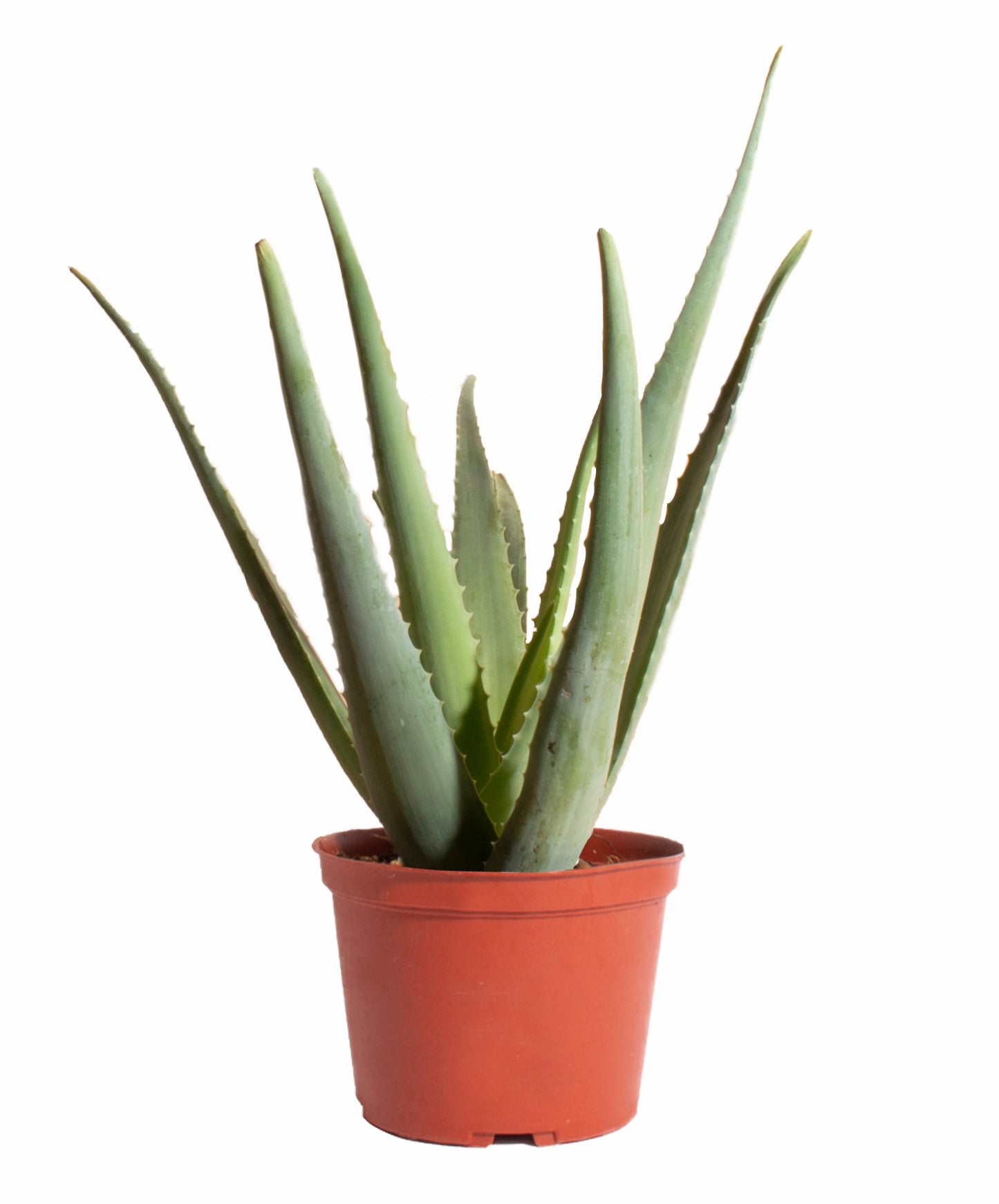 Aloe Vera Plant