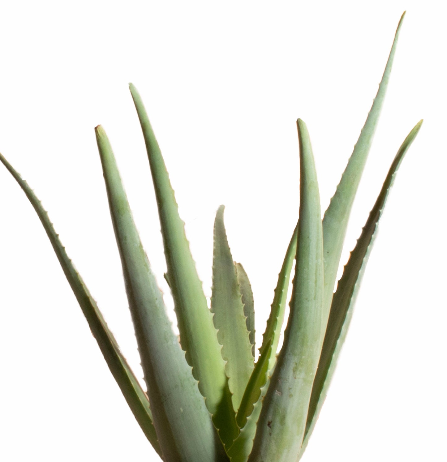 Aloe Vera Plant