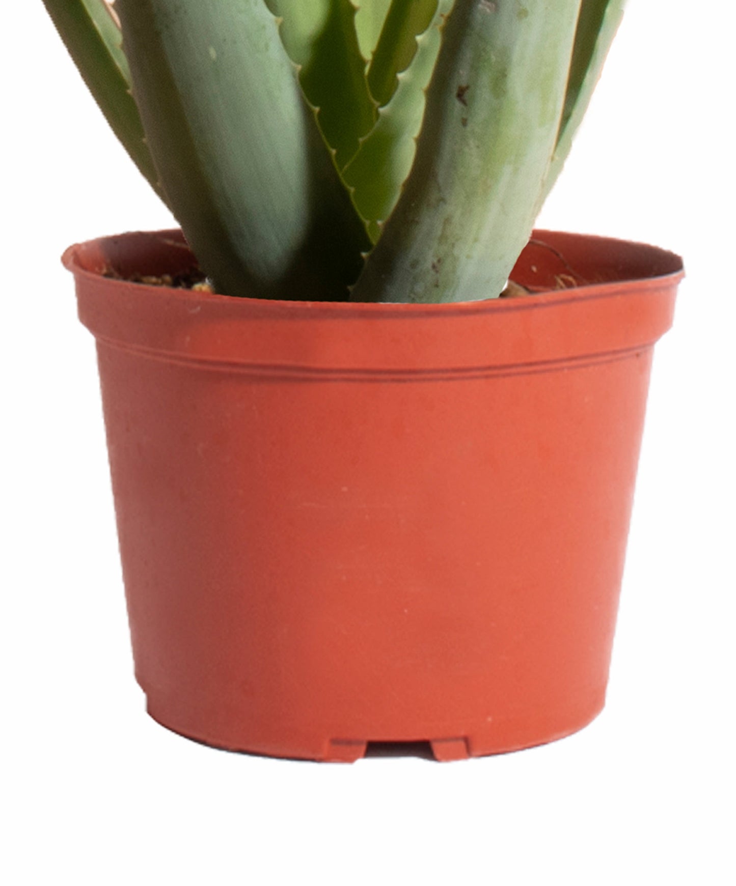 Aloe Vera Plant