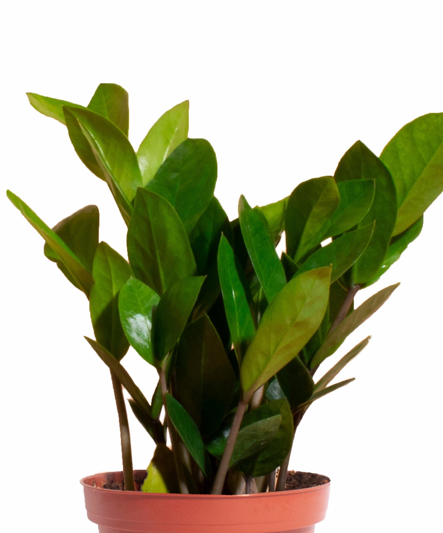 Zamioculcas Zamiifolia 'ZZ Plant'