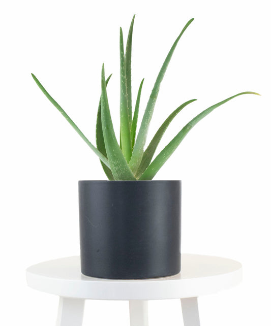 Aloe Vera House Plant in Black Ceramic Cylinder Planter