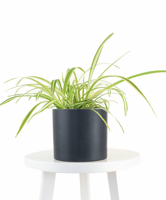 Spider Plant in Black Ceramic Cylinder Planter