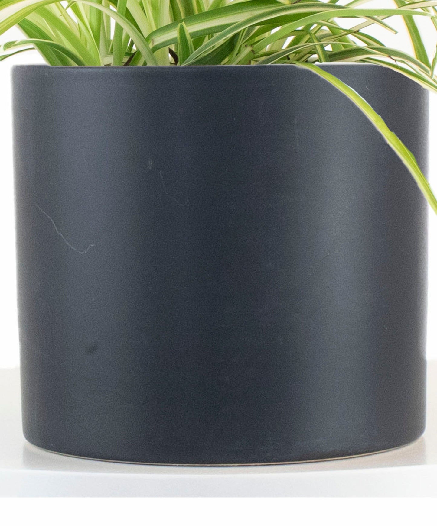 Spider Plant in Black Ceramic Cylinder Planter