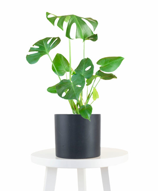 Monstera Deliciosa in Black Ceramic Cylinder Planter