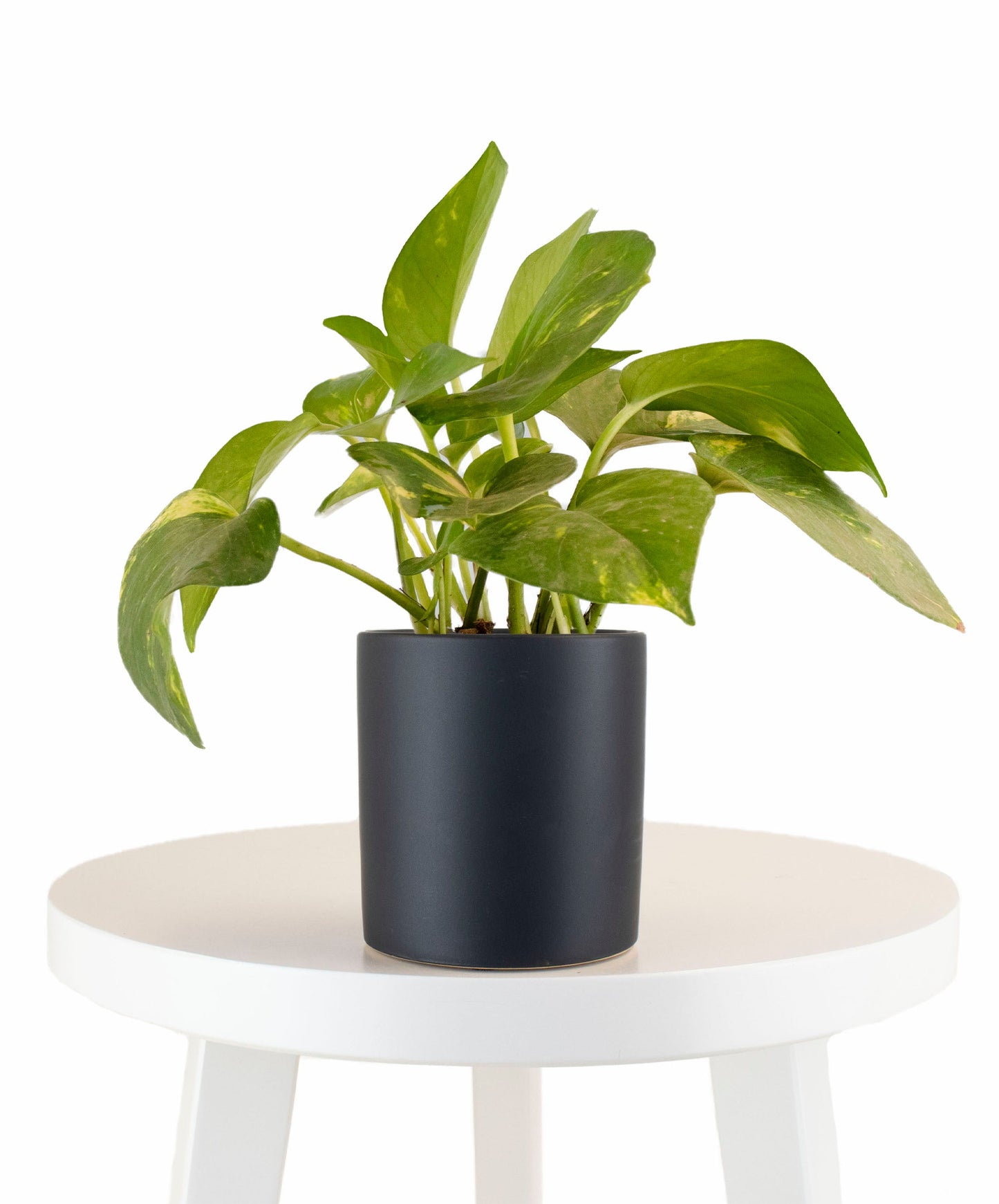 Epipremnum aureum 'Pothos' in Black Ceramic Cylinder Planter