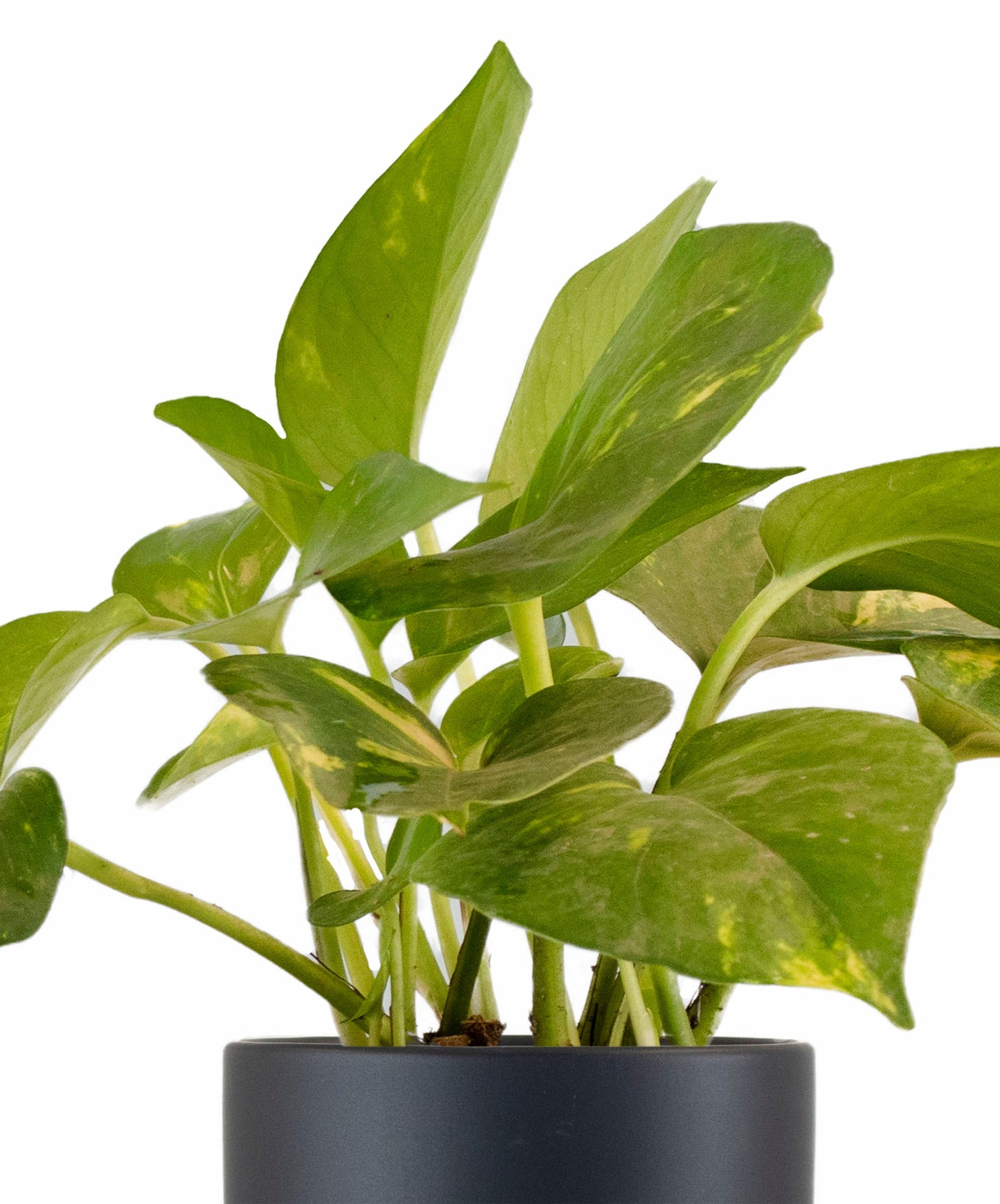 Epipremnum aureum 'Pothos' in Black Ceramic Cylinder Planter