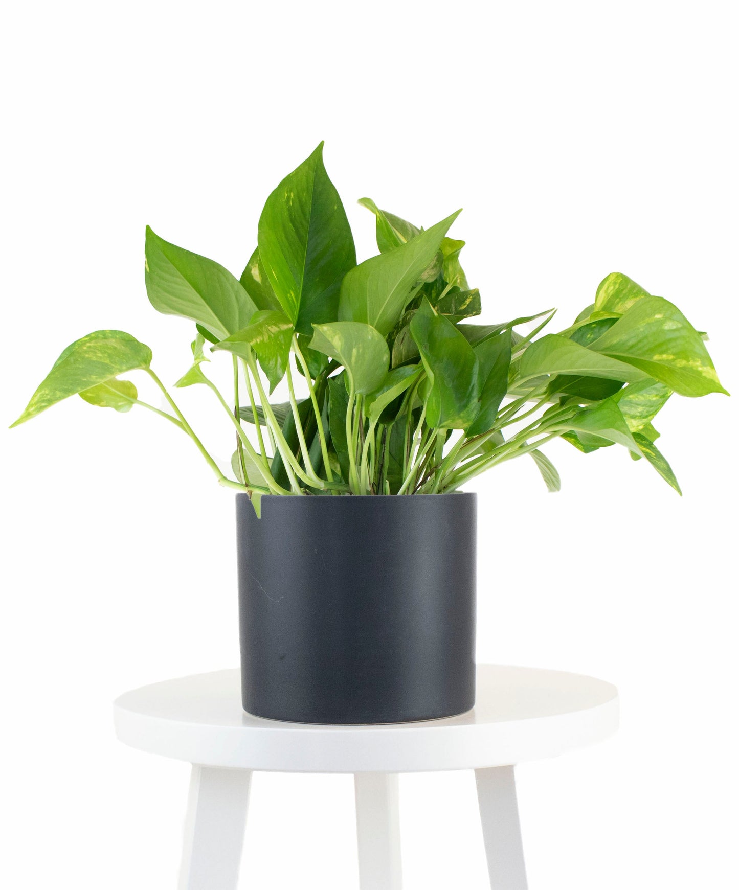 Epipremnum aureum 'Pothos' in Black Ceramic Cylinder Planter