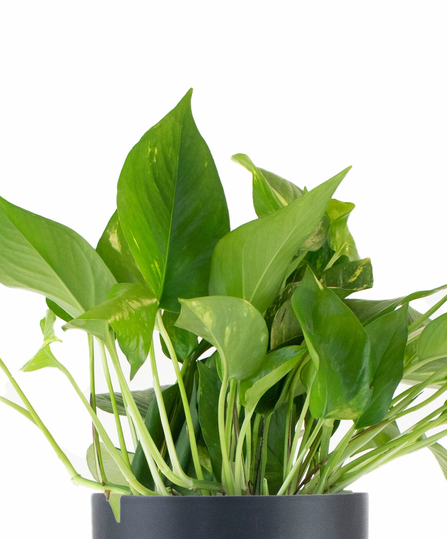 Epipremnum aureum 'Pothos' in Black Ceramic Cylinder Planter