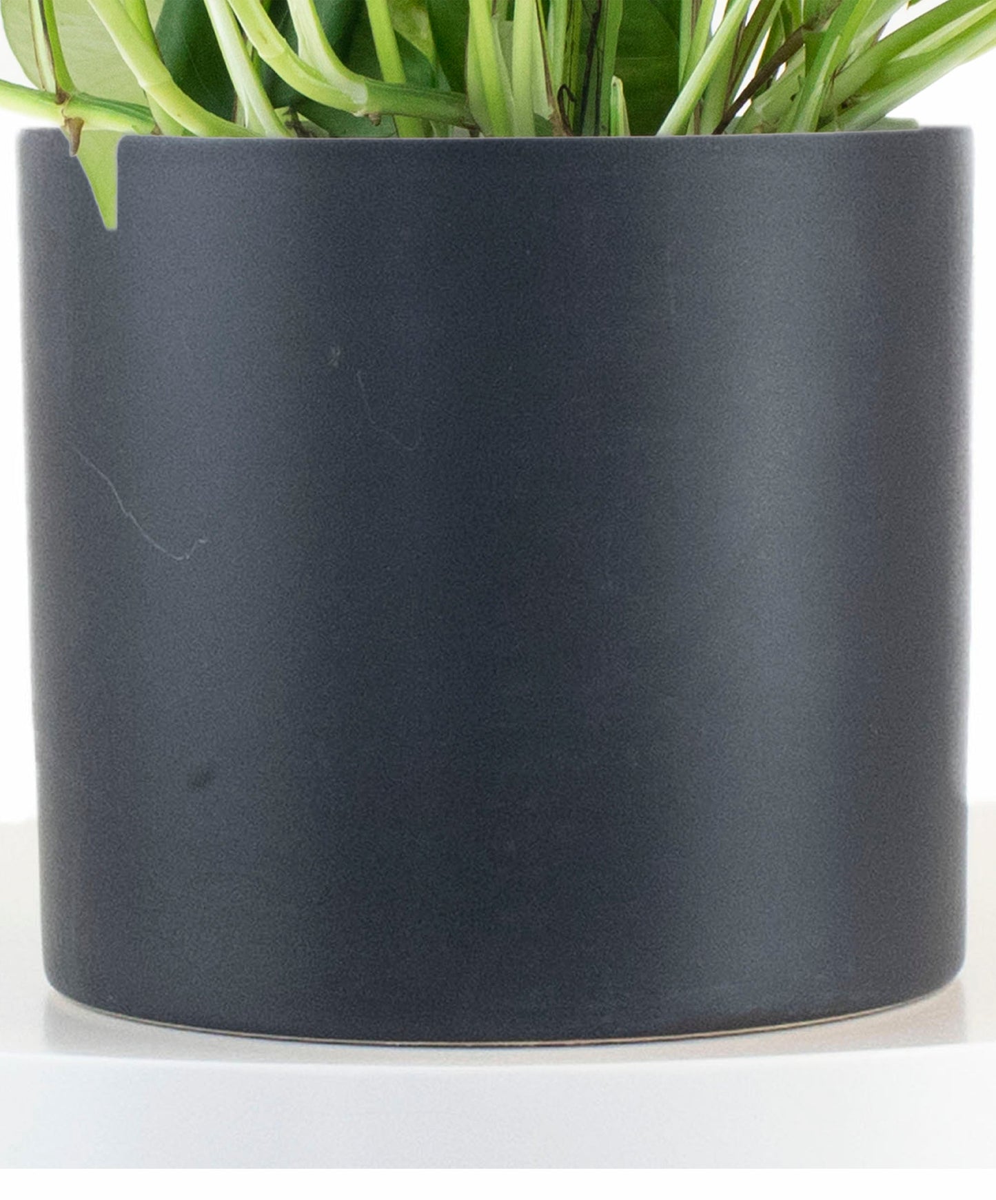 Epipremnum aureum 'Pothos' in Black Ceramic Cylinder Planter