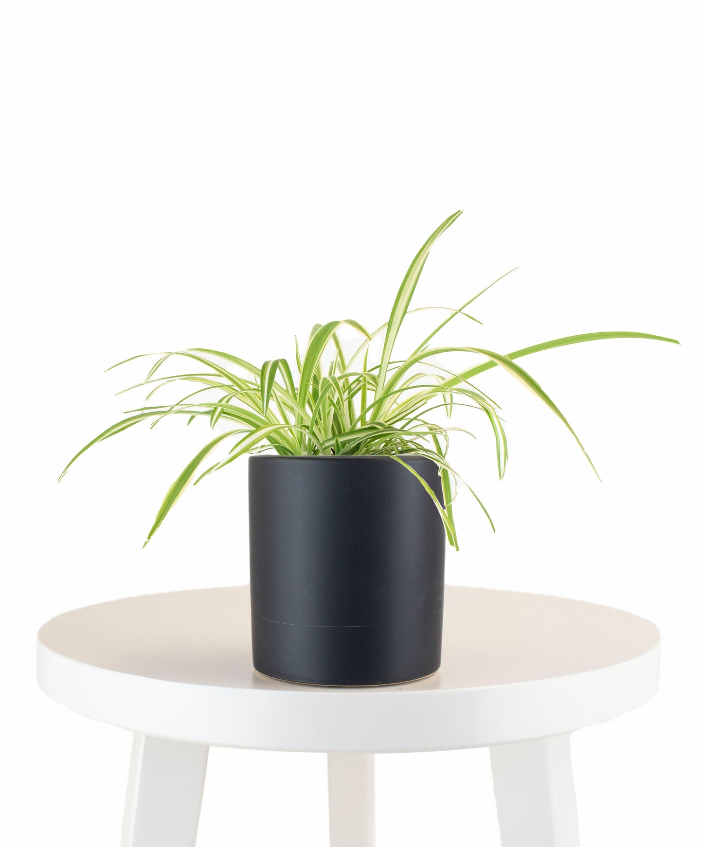 Spider Plant in Black Ceramic Cylinder Planter