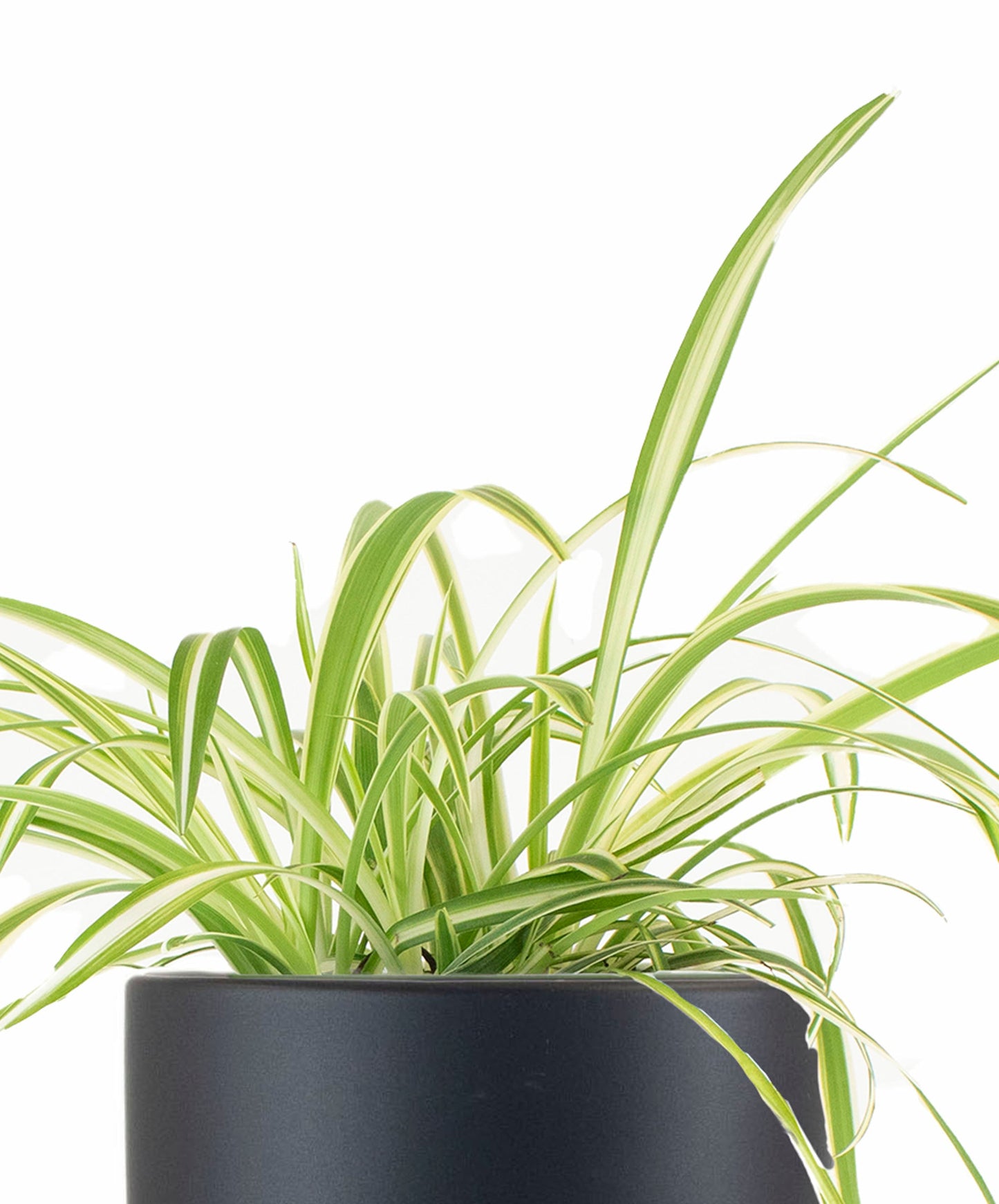 Spider Plant in Black Ceramic Cylinder Planter