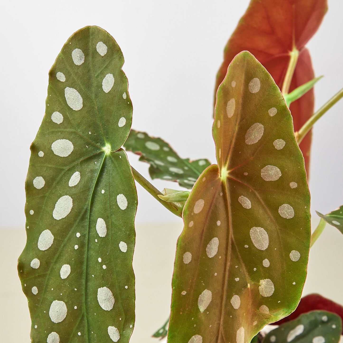 Begonia 'Maculata'