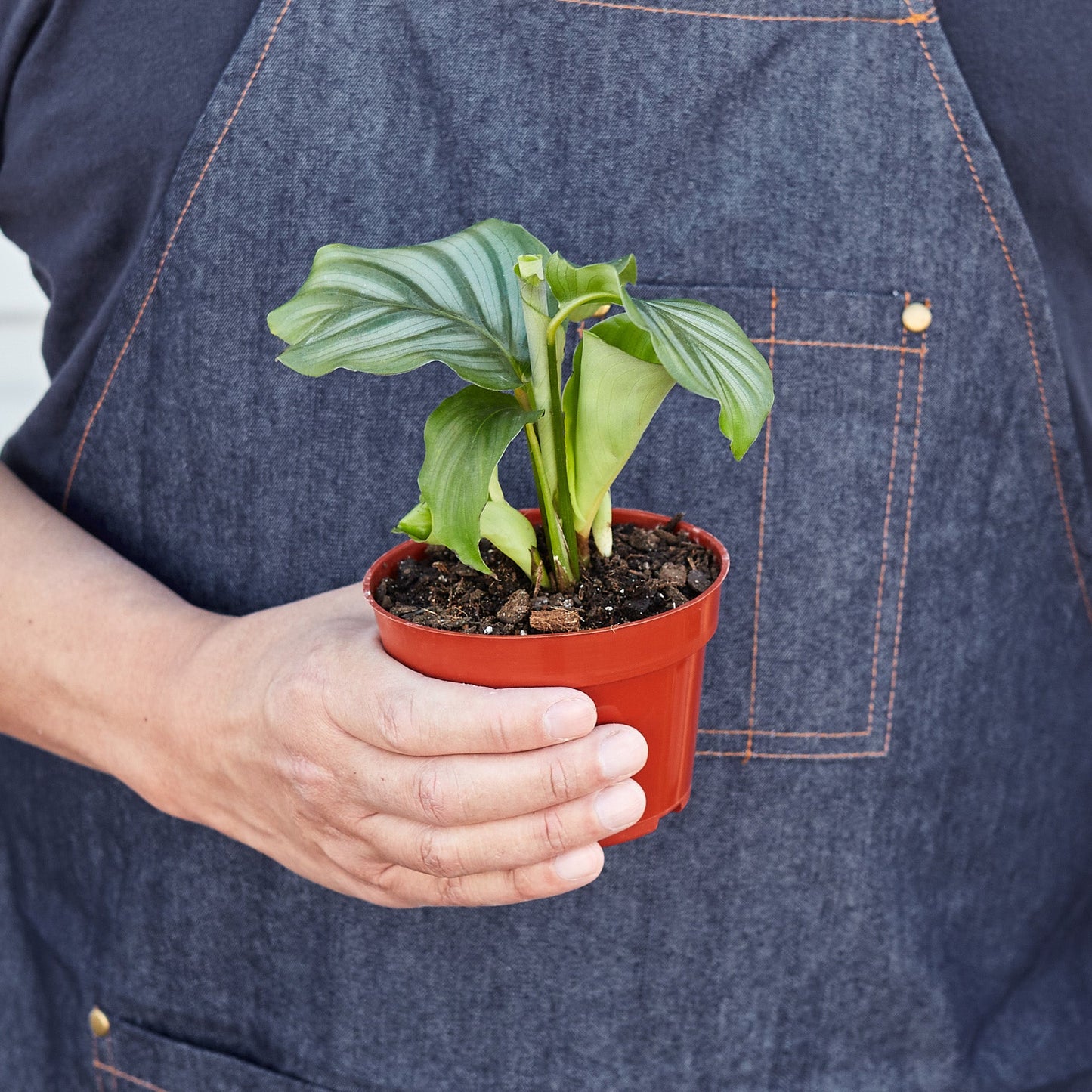 Calathea 'Orbifolia'